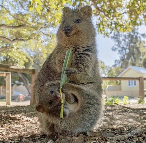 Mama quokka feeding her baby : r/aww