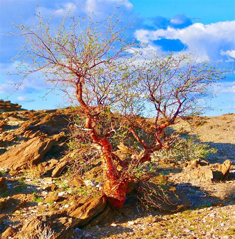 Namib Desert, Namibia | Evergreen plants, French garden landscaping ...