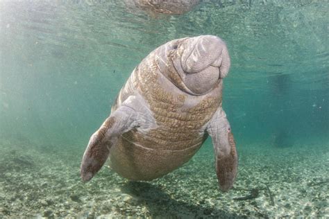 Florida Wildlife Grant Helps Fund Research to Monitor Manatee Habitats ...