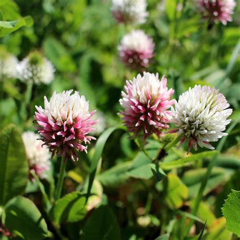 40 Seeds Alsike Clover Seeds for Planting in the Garden BUY - Etsy