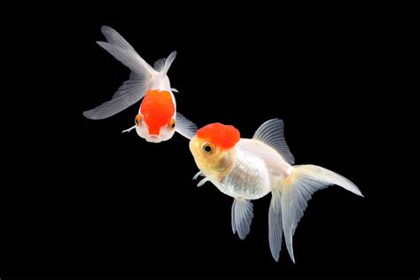 Oranda Goldfish Breed Guide: Care, Information, & Pictures