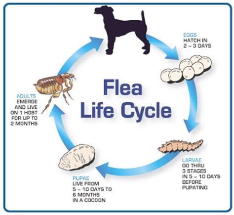 flea lifespan no host - Raeann Cloutier