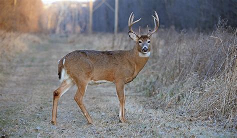 Understanding Whitetail Body Language - Bowhunter