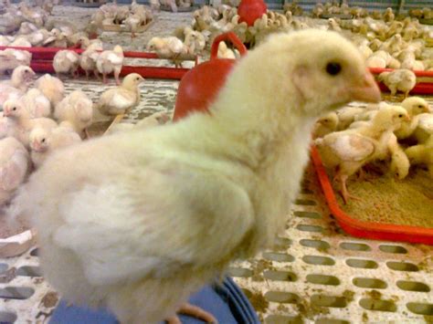 CONTOH PROPOSAL PETERNAKAN AYAM PEDAGING - Home Business