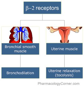 Beta adrenergic receptors | CME at Pharmacology Corner | Pharmacology ...