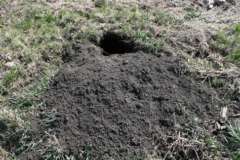 Groundhog Burrow