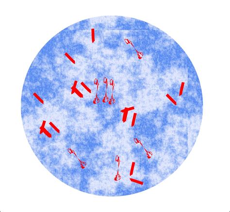 Mycobacterium Tuberculosis - Part 4 - AFB Stain (Acid Fast Bacilli ...