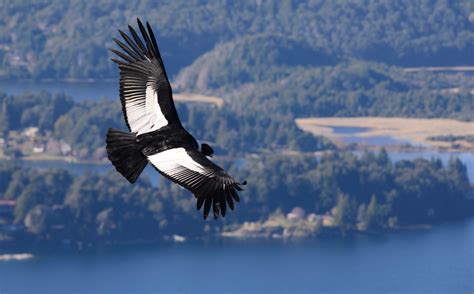 Andean Condor Wingspan