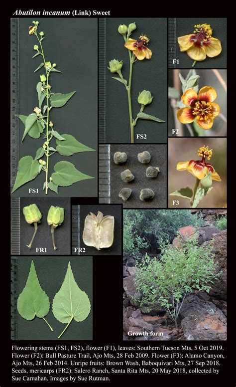 Abutilon incanum : The Arizona Native Plant Society