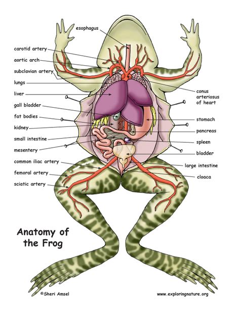 Frog Dissection Diagram and Labeling