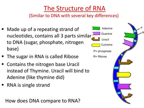 PPT - RNA: Structure & Function PowerPoint Presentation, free download ...