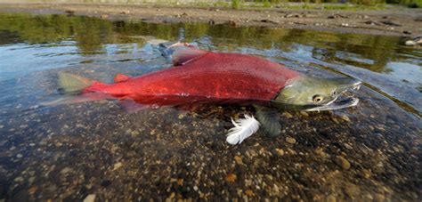 Sockeye Salmon - Wild Salmon Center