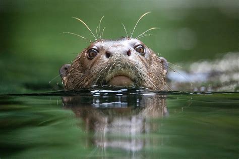 Giant Otters: Meet them at Zoo Leipzig!