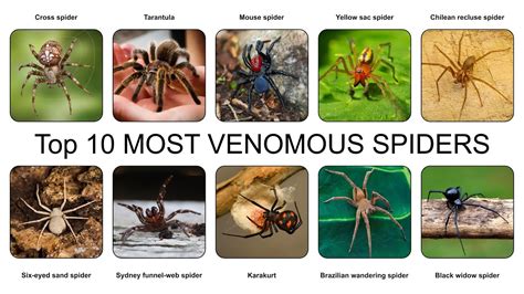 Top 10 MOST VENOMOUS SPIDERS - YouTube