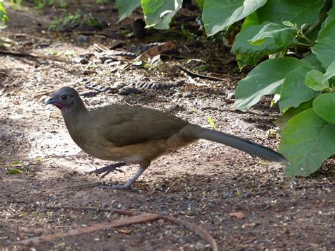 Rio Grande Valley birding - The Urban Birder