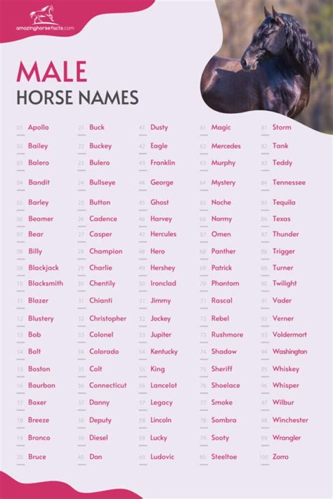 777+ Male Horse Names for Your Stallion