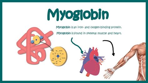 Myoglobin || Structure and function || oxygen binding kinetics - YouTube