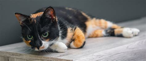 The calico cat: everything you need to know | TrustedHousesitters.com