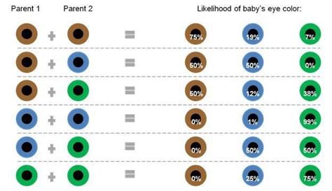 Inherited eye colour | Eye color chart, Eye color, Eye color chart genetics