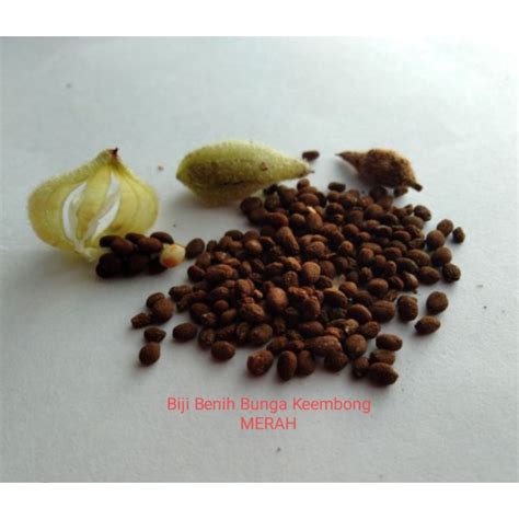 Biji Benih Bunga Keembong MERAH CILI/ IMPATIEN BALSAMINA (50 SEEDS ...