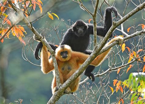 Milestone for Hainan Gibbon conservation: Family number and population ...