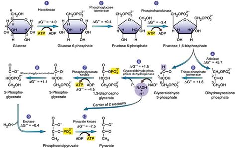 Glycolysis Explained in 10 Easy Steps (With Diagrams)