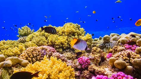 Can Red Sea Corals Save the Worlds Reefs? - Madote