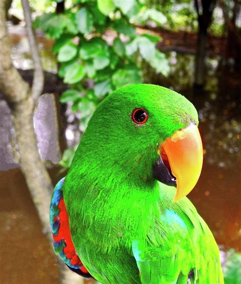 Male Eclectus Parrot II Photograph by Kirsten Giving - Fine Art America