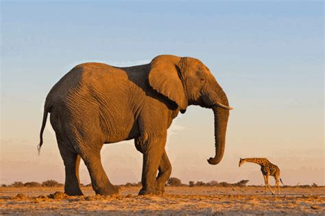 Elephant GIF - Find & Share on GIPHY