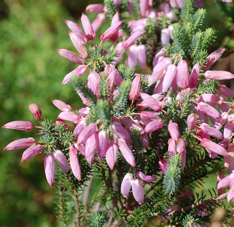 Flower Gallery :: Ericaceae :: DSC_8501