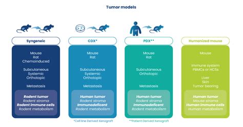 Patient-Derived Xenograft (PDX) models | CRO Services