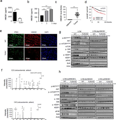 Tumor-derived redHMGB1 primes trained immunity in macrophages. a ELISA ...