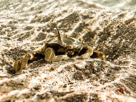 Image of crab burrowing into sand underwater with sun rays rippling ...