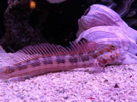 Reef Aquarium Fish Help Me ID This Blenny?