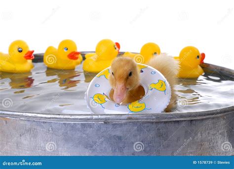 Baby Duck Swimming stock image. Image of wing, domesticated - 1578739