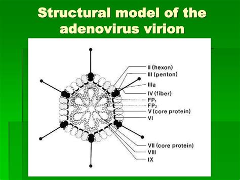 PPT - ADENOVIRIDAE PowerPoint Presentation, free download - ID:6998093