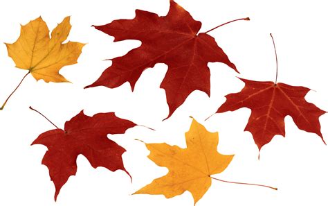 Fall Leaves Vibrant Colors and Foliage Free Clipart | PNG All