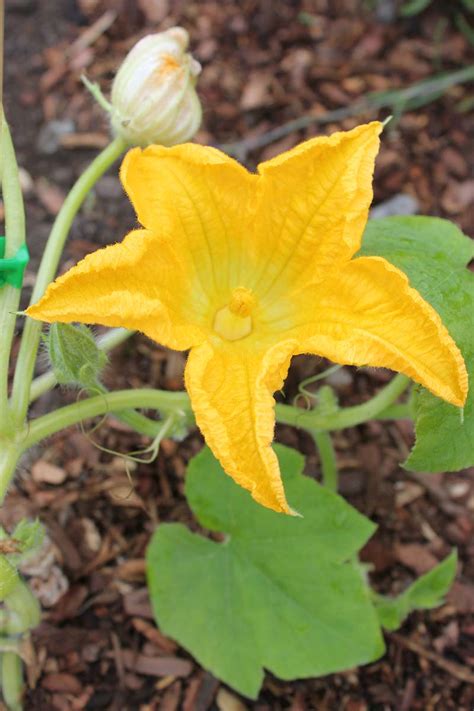 Pumpkin Plant Only Male Flowers | Best Flower Site