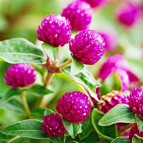 Gomphrena / Globe Amaranth- Pink Seeds - Garden Hunt