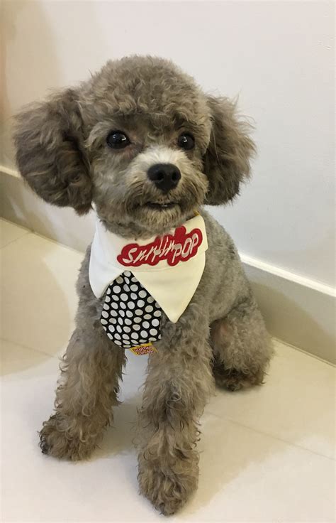 Adorable Toy Poodle with Bandana