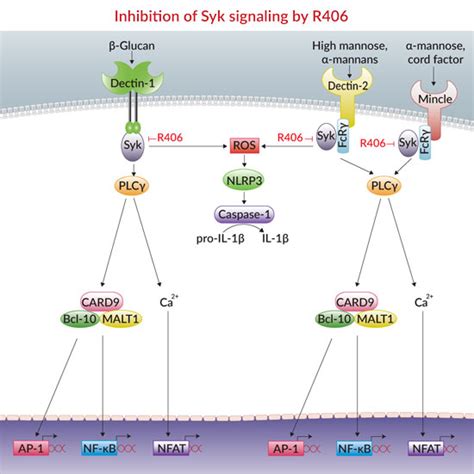 Syk Signaling Pathway