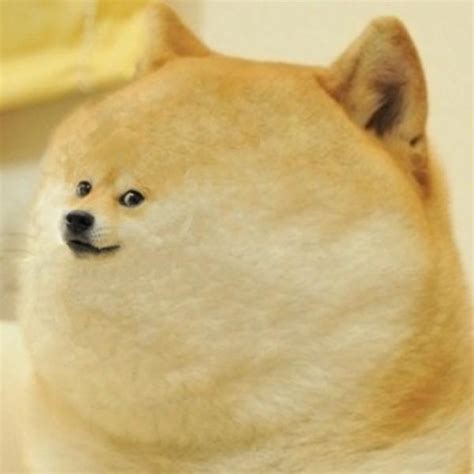 DAWGE | Doge | Know Your Meme