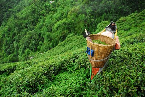 Darjeeling Tea: Your Guide to the Exquisite Black Tea