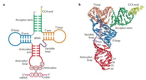 Basic structure and function of tRNA. (a) Cloverleaf structure of tRNA ...