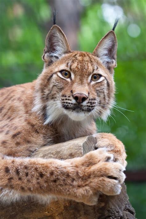 Lynx in wild nature stock photo. Image of cats, summer - 21615390