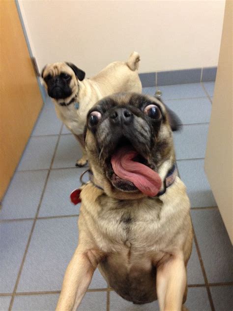 ...and their all-around regality. | Pugs funny, Funny dogs, Funny animals