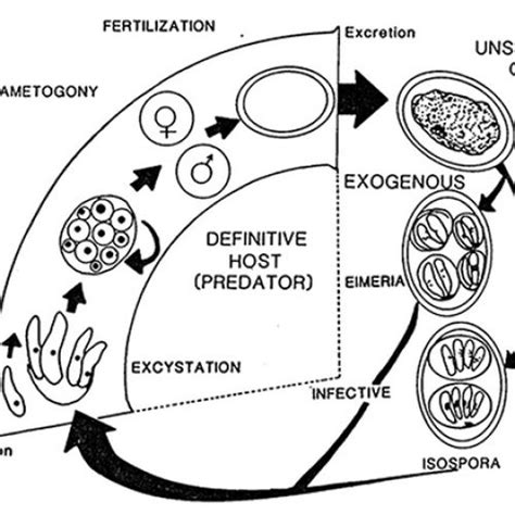 Coccidia (a.k.a. Apicomplexa) - Encyclopedia of Arkansas