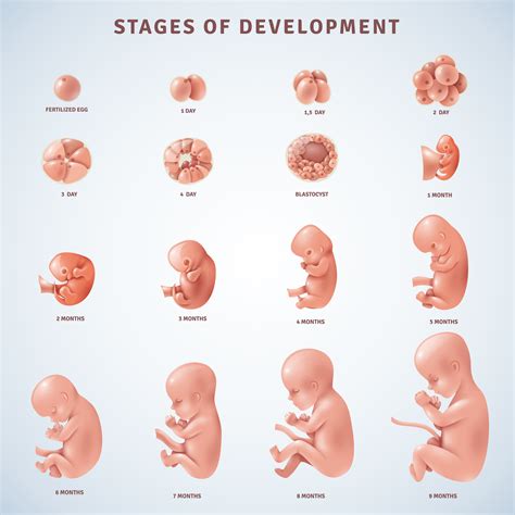 Human Embryo Development Stages