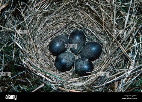 Meadow pipit eggs hi-res stock photography and images - Alamy