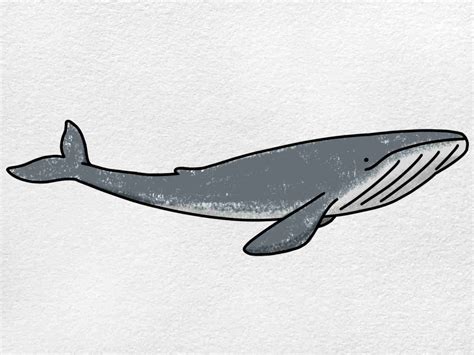 Blue Whale Drawing - HelloArtsy